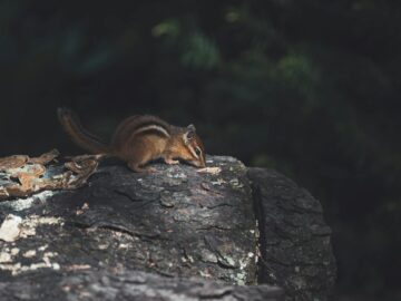 Close-up of a chipmunk on a log surrounded by nature in a forest setting.
