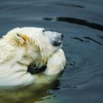 A polar bear peacefully floating in cold, tranquil waters. Wildlife photography captures the essence of the Arctic.