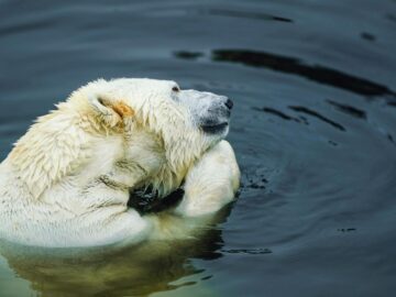 A polar bear peacefully floating in cold, tranquil waters. Wildlife photography captures the essence of the Arctic.
