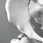 Anatomical model of human hip bone, ideal for medical and educational use.