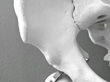 Anatomical model of human hip bone, ideal for medical and educational use.