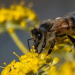 A detailed shot of a honeybee collecting pollen from a vibrant yellow flower.