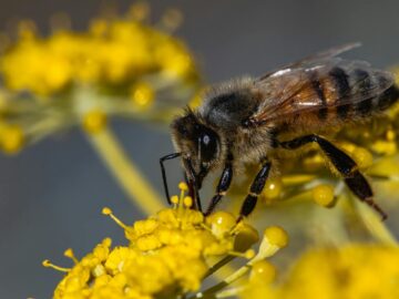 A detailed shot of a honeybee collecting pollen from a vibrant yellow flower.