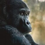 Close-up portrait of a majestic gorilla in its natural habitat, reflecting serenity and thoughtfulness.