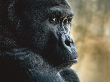 Close-up portrait of a majestic gorilla in its natural habitat, reflecting serenity and thoughtfulness.