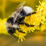 Macro shot of a bumblebee collecting nectar on a vibrant yellow flower in summer.