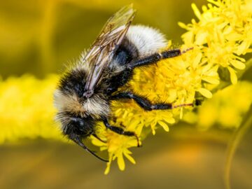 Macro shot of a bumblebee collecting nectar on a vibrant yellow flower in summer.