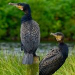 Two cormorants perched on posts in vibrant wetlands, showcasing their intricate feathers.
