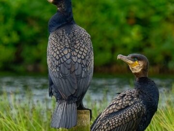 Two cormorants perched on posts in vibrant wetlands, showcasing their intricate feathers.