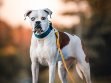 Majestic boxer dog stands on leash during sunset. Calm and vigilant.