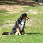 Australian Shepherd dog resting on a grassy forest path under sunny daylight.