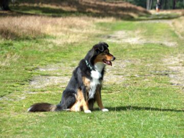 Australian Shepherd dog resting on a grassy forest path under sunny daylight.