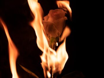 Captivating photo of a burning rose engulfed in flames against a dark background.