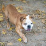 English bulldog walking on a leaf-covered path in autumn setting.