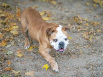 English bulldog walking on a leaf-covered path in autumn setting.