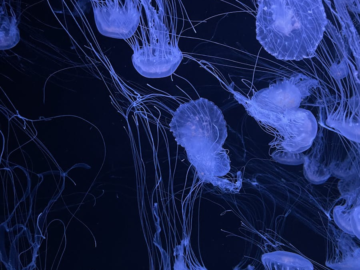 Mesmerizing view of blue jellyfish gracefully floating in dark water, creating a serene aquatic scene.