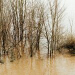 Bare trees standing in muddy floodwaters during winter season in a natural forest landscape.