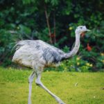 Graceful rhea bird walking through vibrant green grass, surrounded by lush foliage.