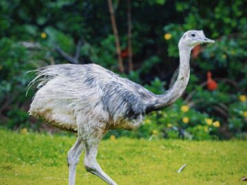 Graceful rhea bird walking through vibrant green grass, surrounded by lush foliage.