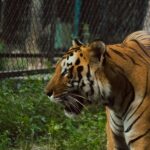 Majestic Bengal tiger captured in a natural setting, showcasing its striking features.