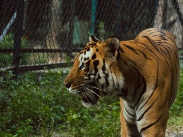Majestic Bengal tiger captured in a natural setting, showcasing its striking features.