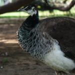 Peahen standing in a lush outdoor setting, showcasing its unique plumage.