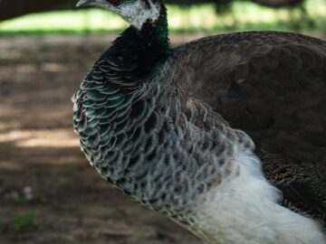 Peahen standing in a lush outdoor setting, showcasing its unique plumage.