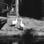 Black and white photo of geese by a pond in a natural zoo setting. Reflective water adds charm.