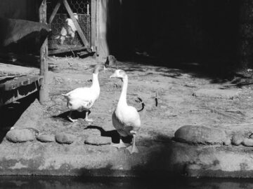Black and white photo of geese by a pond in a natural zoo setting. Reflective water adds charm.