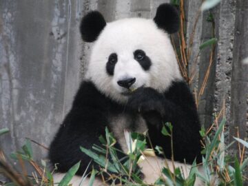 A cute giant panda munching on bamboo in a zoo enclosure, showcasing wildlife behavior.