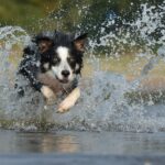 Energetic border collie splashes through water in a vivid action shot capturing motion and joy.