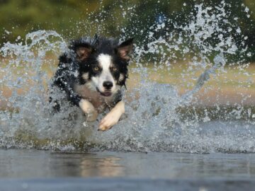 Energetic border collie splashes through water in a vivid action shot capturing motion and joy.
