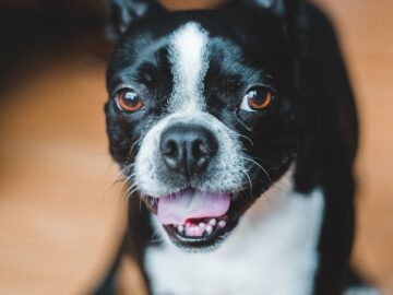 A playful Boston Terrier dog with tongue out, captured indoors.