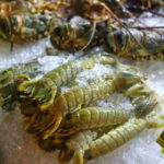 Fresh lobsters and shrimp on ice at a seafood market.
