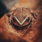 Detailed close-up of a Coqui frog resting on a leaf, showcasing its unique red eyes and texture.