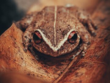 Detailed close-up of a Coqui frog resting on a leaf, showcasing its unique red eyes and texture.