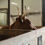A close-up photo of a brown bull with horns inside a wooden farm barn, showing a rustic agricultural setting.