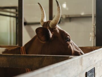 A close-up photo of a brown bull with horns inside a wooden farm barn, showing a rustic agricultural setting.