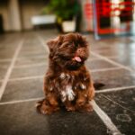 From above of Russian Colored Lapdog with tongue out sitting on floor while looking away