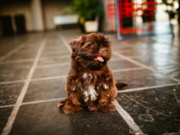 From above of Russian Colored Lapdog with tongue out sitting on floor while looking away