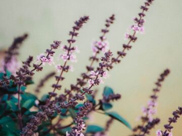 Close-up of pink flowers with green leaves on a pastel background, capturing natural beauty.