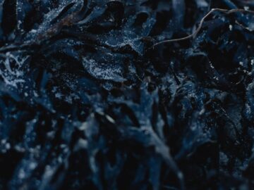 Detailed view of frosty seaweed showcasing winter texture and natural patterns.