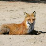 A red fox peacefully resting on a sandy terrain in Canada, captured during daylight.