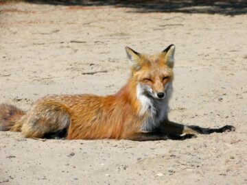 A red fox peacefully resting on a sandy terrain in Canada, captured during daylight.