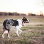 A blue merle border collie walking across a grassy field during sunset, showcasing its alert and active nature.