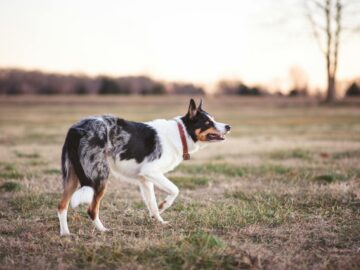 A blue merle border collie walking across a grassy field during sunset, showcasing its alert and active nature.