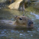 A capybara (Hydrochoerus hydrochaeris) swimming in a river outdoors, enjoying a peaceful day.