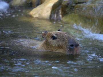 A capybara (Hydrochoerus hydrochaeris) swimming in a river outdoors, enjoying a peaceful day.