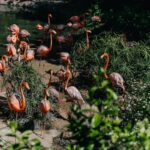 Vibrant flamingos standing by the water surrounded by lush greenery in a wildlife sanctuary.