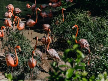 Vibrant flamingos standing by the water surrounded by lush greenery in a wildlife sanctuary.